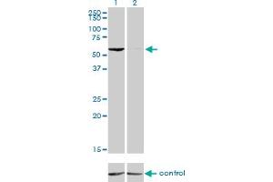 Western blot analysis of GTF2H1 over-expressed 293 cell line, cotransfected with GTF2H1 Validated Chimera RNAi (Lane 2) or non-transfected control (Lane 1).