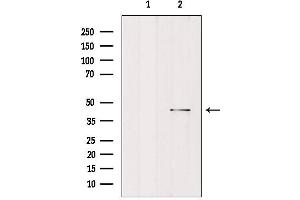 Western blot analysis of extracts from rat brain, using MORF4L1 Antibody. (MORF4L1 antibody  (N-Term))