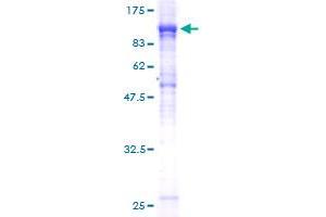 NUP85 Protein (AA 1-656) (GST tag)