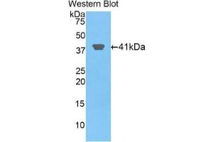 Western Blotting (WB) image for anti-Histone Cluster 2, H2aa3 (HIST2H2AA3) (AA 1-130) antibody (ABIN1859165)