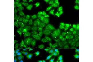 Immunofluorescence analysis of A549 cells using NLRC4 Polyclonal Antibody (NLRC4 antibody)