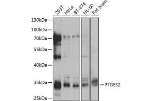 Western blot analysis of extracts of various cell lines, using PTGES2 antibody (ABIN6129084, ABIN6146403, ABIN6146405 and ABIN6217438) at 1:1000 dilution. (PTGES2 antibody  (AA 88-377))