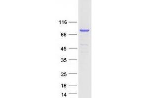 Validation with Western Blot (PLCD4 Protein (Myc-DYKDDDDK Tag))