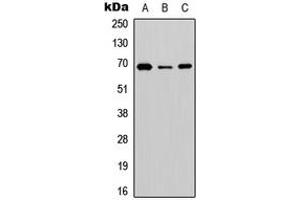 Western blot analysis of BGT-1 expression in HEK293T (A), NS-1 (B), PC12 (C) whole cell lysates. (SLC6A12 antibody  (C-Term))