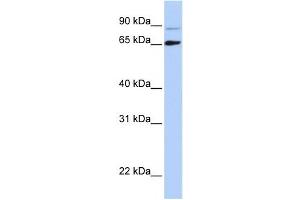 Western Blotting (WB) image for anti-DiGeorge Syndrome Critical Region Gene 8 (DGCR8) antibody (ABIN2458543) (DGCR8 antibody)