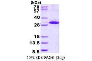 Integrin beta 1 Binding Protein 3 (ITGB1BP3) (AA 1-230) protein (His tag)