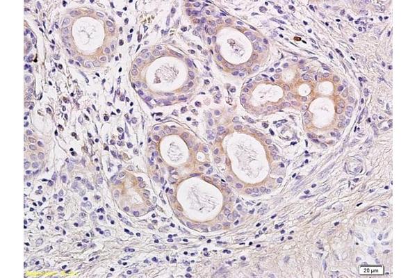 IL23 antibody  (AA 101-196)