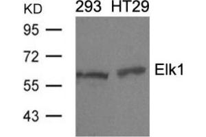 Image no. 3 for anti-ELK1, Member of ETS Oncogene Family (ELK1) (Ser389) antibody (ABIN197160) (ELK1 antibody  (Ser389))