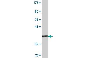 MYST3 antibody  (AA 81-179)