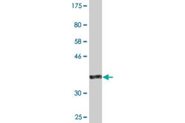 MYST3 antibody  (AA 81-179)