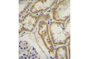 Natriuretic Peptide Receptor C (NPR3/ANPC) Antibody (N-term) A immunohistochemistry analysis in formalin fixed and paraffin embedded human kidney tissue followed by peroxidase conjugation of the secondary antibody and DAB staining. (NPR3 antibody  (N-Term))