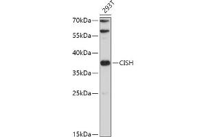 Western blot analysis of extracts of 293T cells, using CISH antibody (ABIN7266663) at 1:500 dilution. (CISH antibody  (AA 17-130))