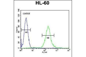 Flow cytometric analysis of HL-60 cells (right histogram) compared to a negative control cell (left histogram). (SOS2 antibody  (N-Term))