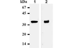 Western Blotting (WB) image for anti-Syntaxin 1A (Brain) (STX1A) antibody (ABIN492371) (STX1A antibody)