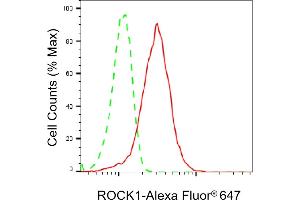 Flow cytometric analysis of ROCK1 expression in HepG2 cells using ROCK1 antibody (ABIN7800202), 1:2,000). (Recombinant ROCK1 antibody)