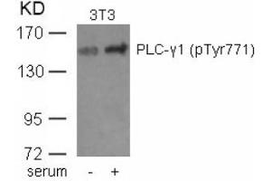 Image no. 1 for anti-phospholipase C, gamma 1 (PLCG1) (pTyr771) antibody (ABIN401590)