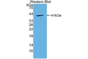 Western Blotting (WB) image for anti-Chemokine (C-C Motif) Ligand 20 (CCL20) (AA 24-95) antibody (ABIN1859836)