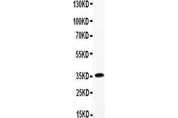 CNTF antibody  (AA 2-198)