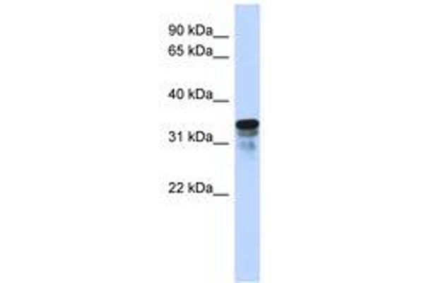 FAM82B antibody  (N-Term)