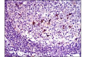 Immunohistochemistry (IHC) image for anti-Transforming Growth Factor, beta 1 (TGFB1) (AA 62-195) antibody (ABIN1846085) (TGFB1 antibody  (AA 62-195))