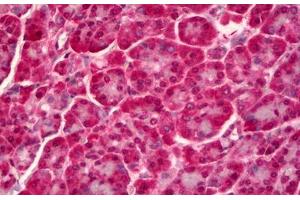 Anti-PTPN22 antibody IHC staining of human pancreas. (PTPN22 antibody)