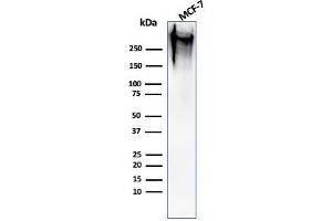 Western Blot Analysis of human MCF-7 cell lysate using MUC-1 / EMA Mouse Monoclonal Antibody (MUC1/520). (MUC1 antibody)