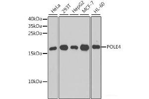 Western blot analysis of extracts of various cell lines using POLE4 Polyclonal Antibody at dilution of 1:1000. (POLE4 antibody)