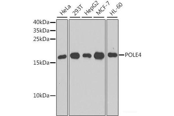 POLE4 抗体