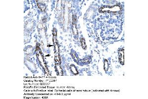 Human kidney (TAF7 antibody  (N-Term))