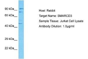 Host: Rabbit Target Name: SMARCD3 Sample Tissue: Human Jurkat Whole Cell Antibody Dilution: 1ug/ml (SMARCD3 antibody  (C-Term))