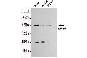 Western blot detection of NUP98 in Hela,Jurkat and MCF7 cell lysates using NUP98 mouse mAb (1:1000 diluted).