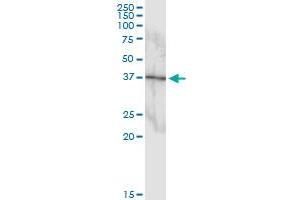 Immunoprecipitation of MAPK11 transfected lysate using anti-MAPK11 MaxPab rabbit polyclonal antibody and Protein A Magnetic Bead , and immunoblotted with MAPK11 purified MaxPab mouse polyclonal antibody (B01P) . (MAPK11 antibody  (AA 1-364))