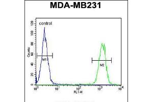 Flow cytometric analysis of MDA-MB231 cells (right histogram) compared to a negative control cell (left histogram). (KIR2DL2 antibody  (C-Term))