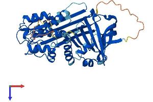 SERPINB3 Protein (AA 1-390) (His tag)