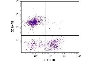 BALB/c mouse splenocytes were stained with Rat Anti-Mouse CD5-FITC. (CD5 antibody  (FITC))