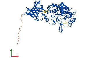 Protein Structure (PS) image for Aspartyl-tRNA Synthetase (DARS) (AA 1-501) protein (His tag) (ABIN7544070)