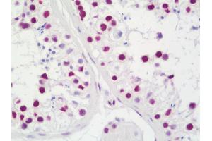 Anti-TAF15 antibody IHC staining of human testis.