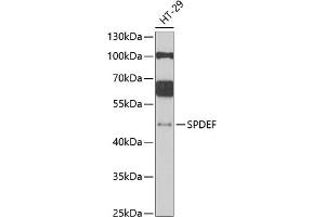 Western blot analysis of extracts of HT-29 cells, using SPDEF antibody (ABIN6132573, ABIN6148333, ABIN6148335 and ABIN6222477) at 1:1000 dilution. (SPDEF/PSE antibody  (AA 1-335))