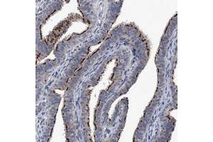 Immunohistochemical staining of human fallopian tube with CHRNA3 polyclonal antibody  shows strong membranous positivity in glandular cells at 1:200-1:500 dilution. (CHRNA3 antibody)