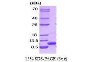 Figure annotation denotes ug of protein loaded and % gel used. (VAMP3 Protein (AA 1-77))