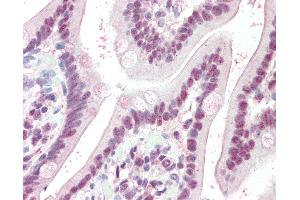 Anti-KPNA4 antibody IHC of human small intestine. (KPNA4 antibody  (AA 509-521))