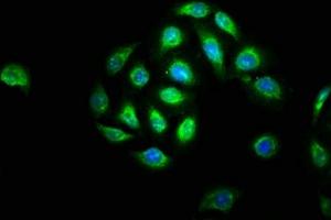 Immunofluorescence staining of A549 cells with ABIN7145162 at 1:133, counter-stained with DAPI. (BCL3 antibody  (AA 362-454))