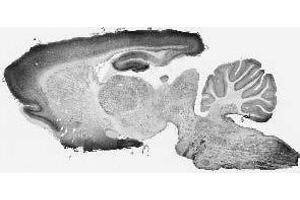 Adult rat whole brain immunohistochemistry.