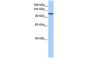 WB Suggested Anti-XPO1 Antibody Titration:  0. (XPO1 antibody  (C-Term))