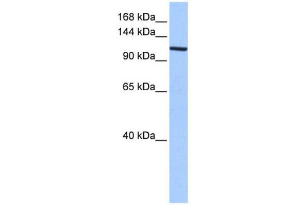 XPO1 antibody  (C-Term)