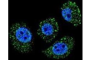 Confocal immunofluorescent analysis of A549 cells using MYBPHL Antibody (N-term), followed by Alexa Fluor 488-conjugated goat anti-rabbit lgG (green). (MYBPHL antibody  (N-Term))