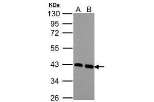WB Image Sample (30 ug of whole cell lysate) A: NIH-3T3 B: JC 10% SDS PAGE antibody diluted at 1:1000