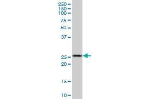 BCAP29 MaxPab polyclonal antibody.