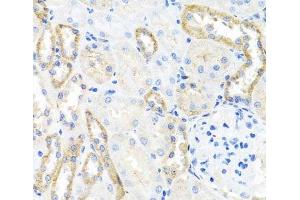 Immunohistochemistry of paraffin-embedded Rat kidney using BSND Polyclonal Antibody at dilution of 1:100 (40x lens). (BSND antibody)