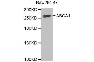 Western blot analysis of extracts of various cell lines, using ABCA1 antibody. (ABCA1 antibody)